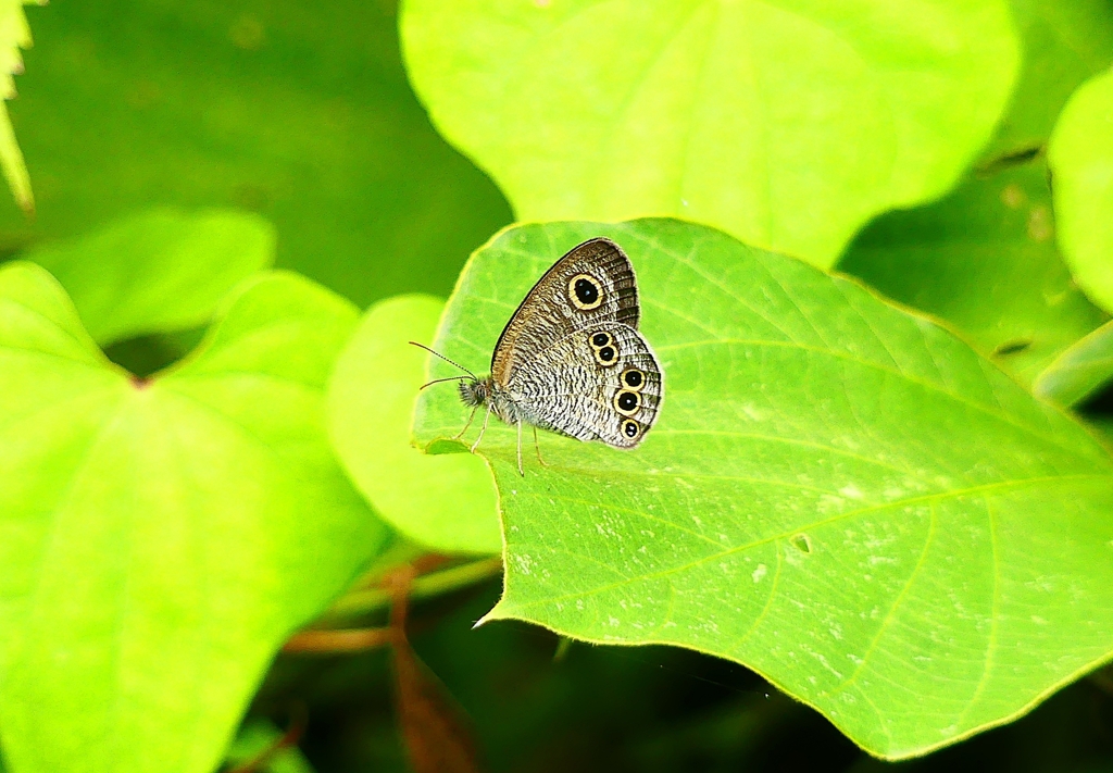 P1020494：ヒメウラナミジャノメ_R