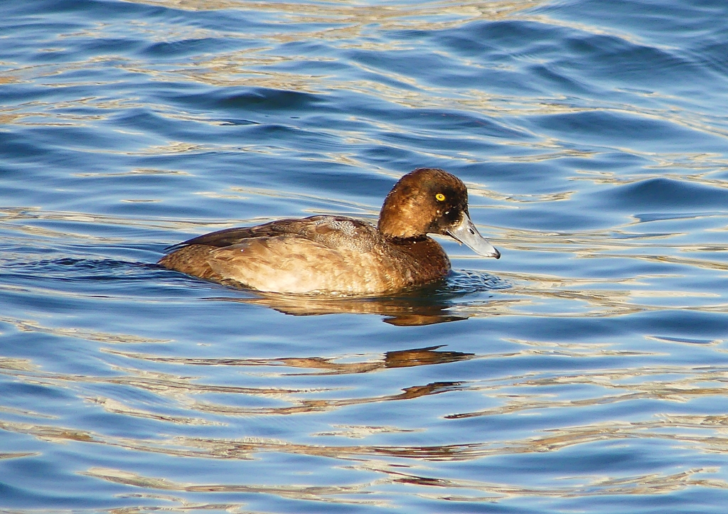 P1500281：スズガモ（若鳥）_R