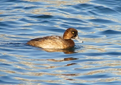 P1500281：スズガモ（若鳥）_R
