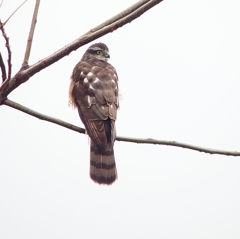 P4560145：ハイタカ_R