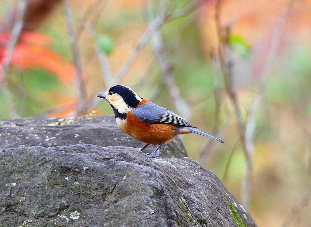 P4550372：ヤマガラ_R