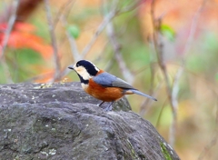 P4550372：ヤマガラ_R