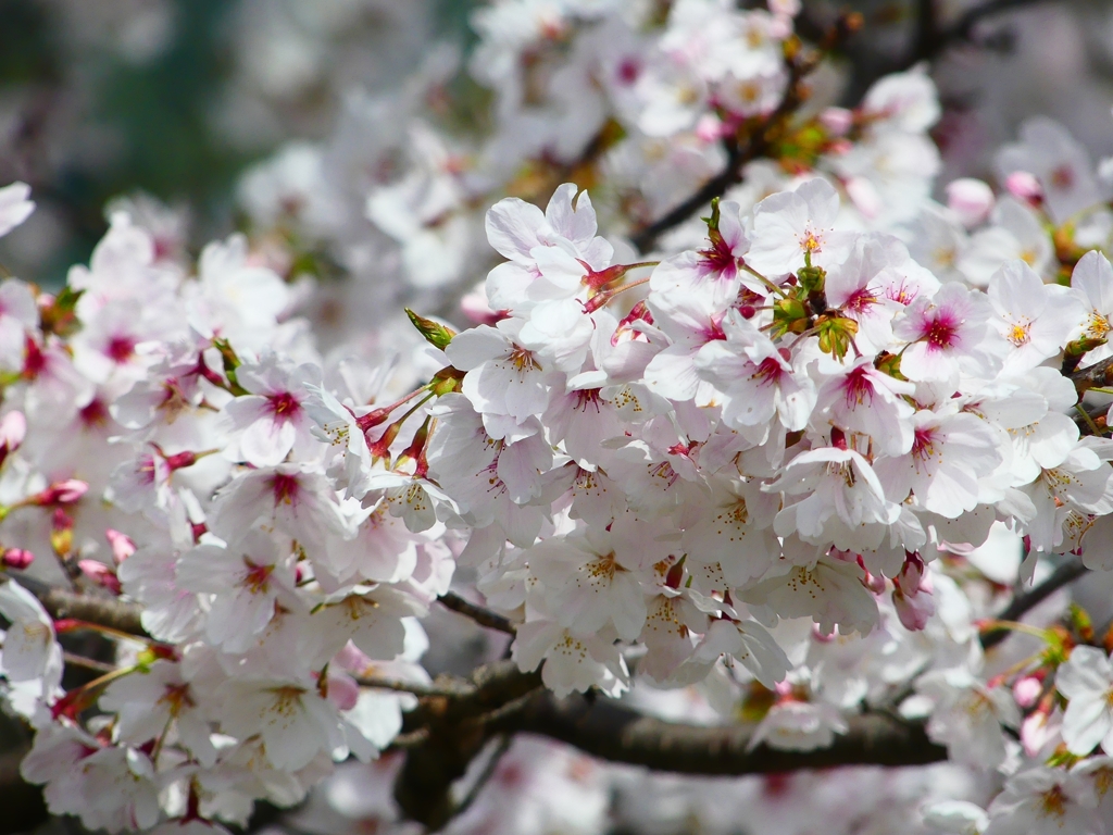 P4870438：背割堤の桜_R