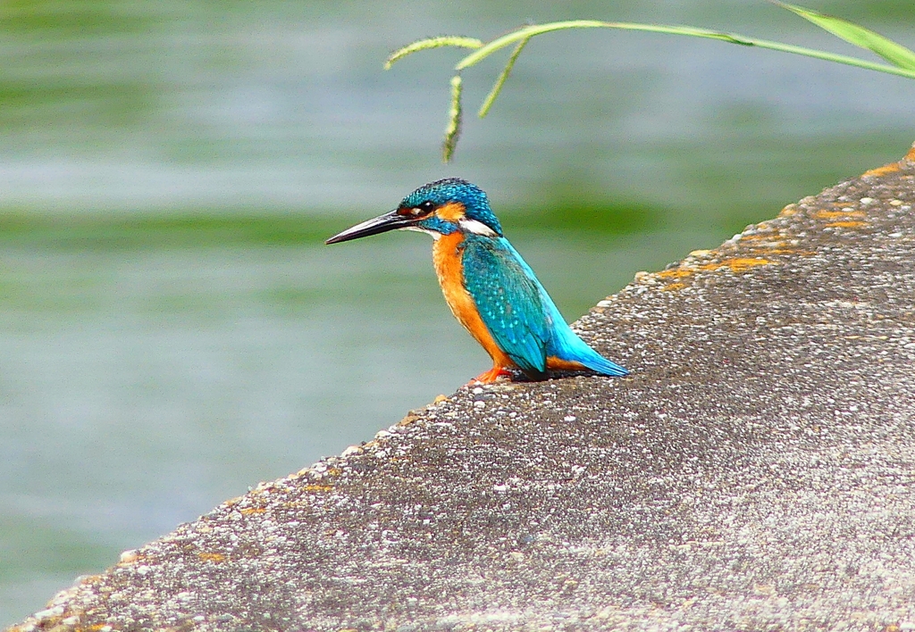 P5000143：カワセミ（オス）_R