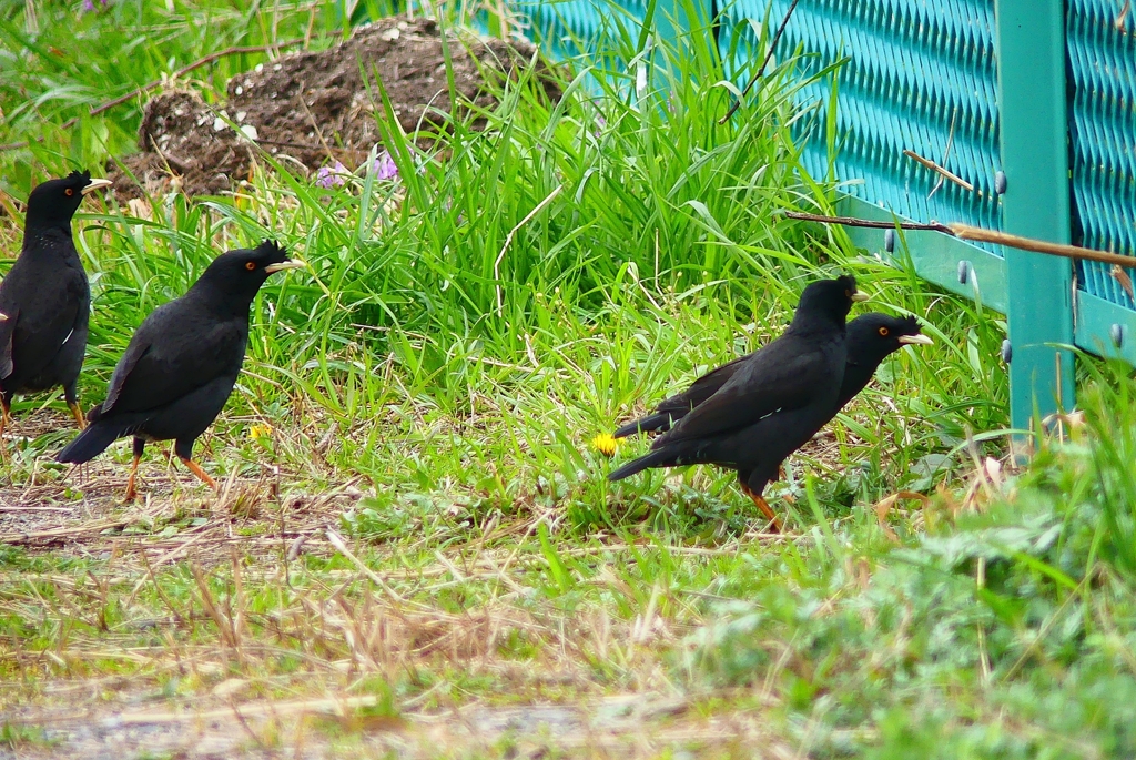 P3920359：ハッカチョウ_R