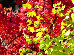 P1030395：南禅寺＜京都の紅葉＞_R