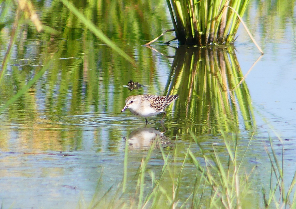 P1250901：トウネン_R