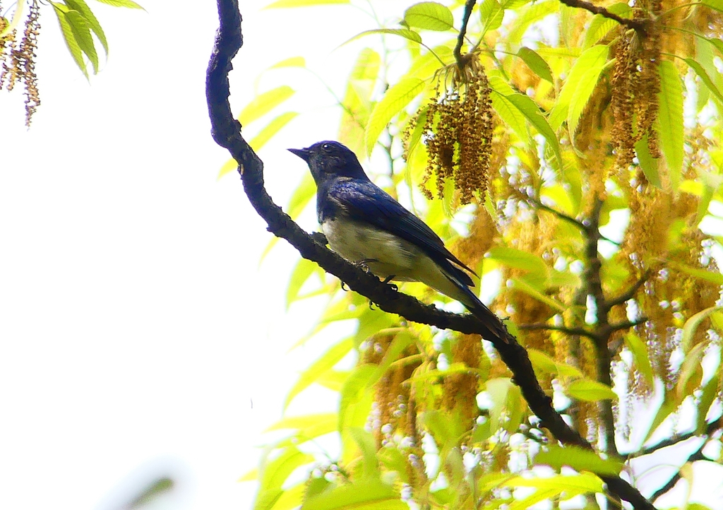 P1930323：オオルリ（オス）_R