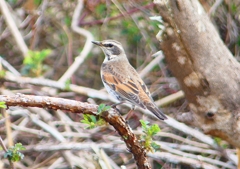 P1850013：ツグミ_R