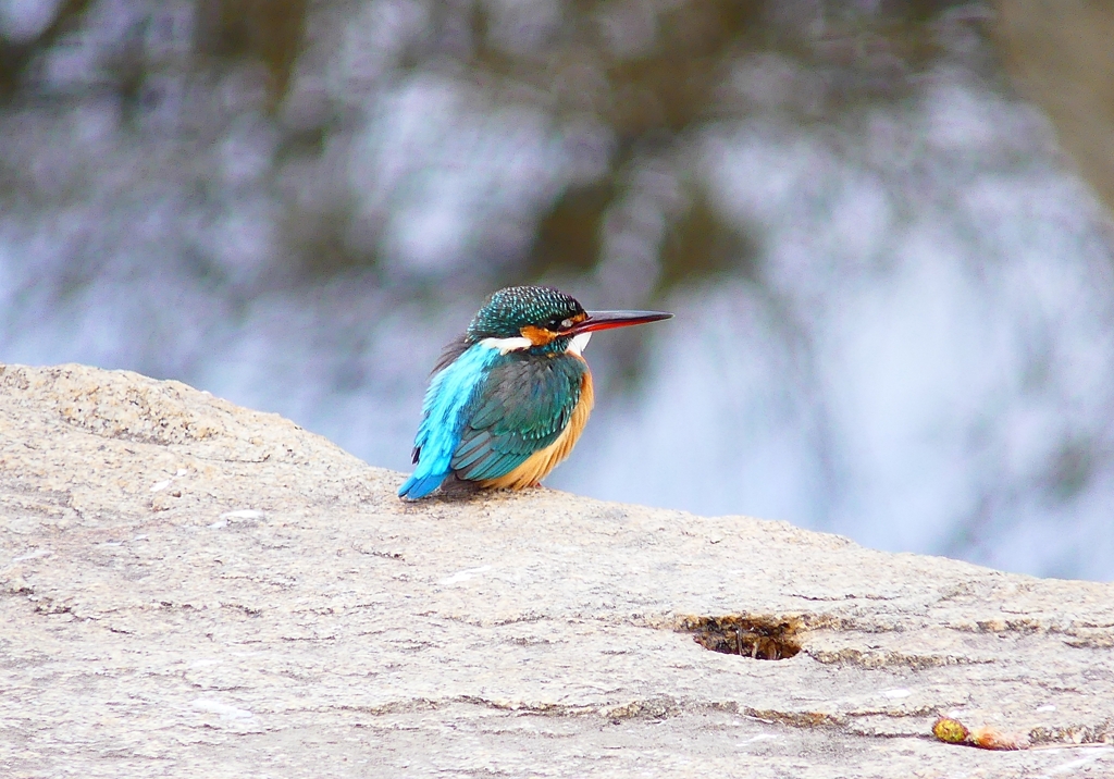 P4710302：カワセミ（メス）_R