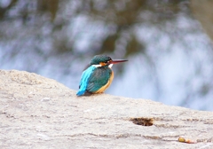 P4710302：カワセミ（メス）_R