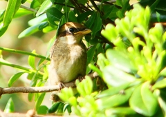 P1940621：モズ（幼鳥）_R