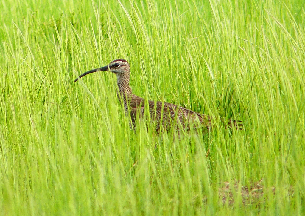 P2020703：チュウシャクシギ_R