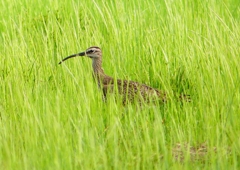 P2020703：チュウシャクシギ_R