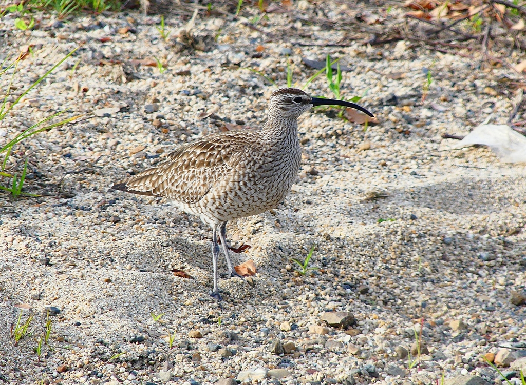 P4980268：チュウシャクシギ_R