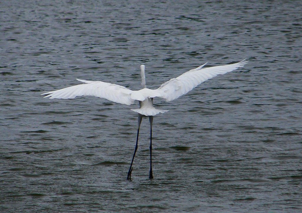P1320079：ダイサギ_R
