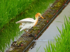 P1060244：アマサギ_R