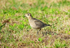 P4410772：ムナグロ_R