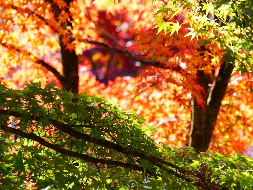 P1030358：南禅寺＜京都の紅葉＞_R