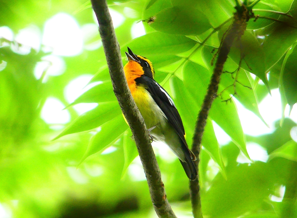 P1020643：キビタキ（オス）_R