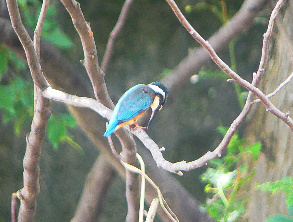 P1020339：カワセミ（オス）_R