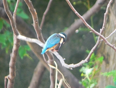 P1020339：カワセミ（オス）_R