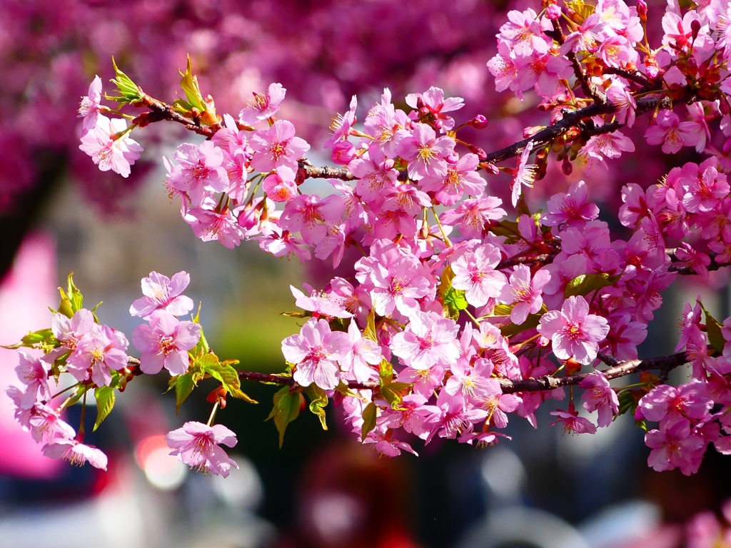 P3900837：河津桜_R