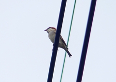 P1400211：ニュウナイスズメ_R
