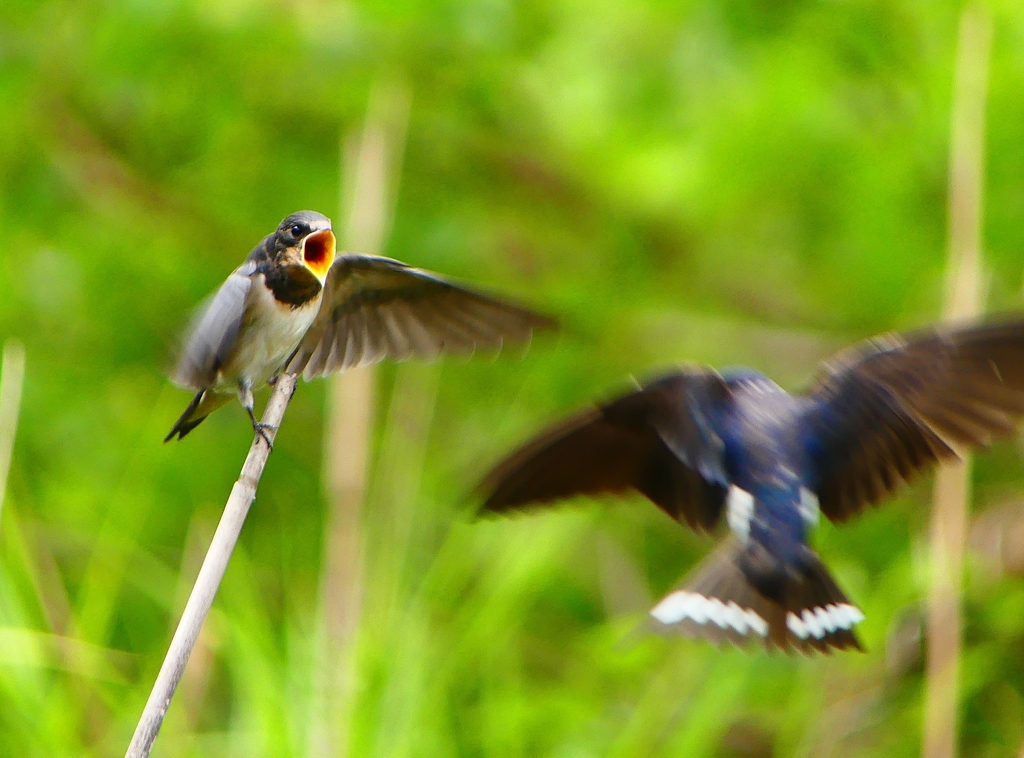 P1010331：ツバメ（幼鳥）_R