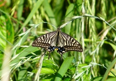 P4120418：ナミアゲハ_R