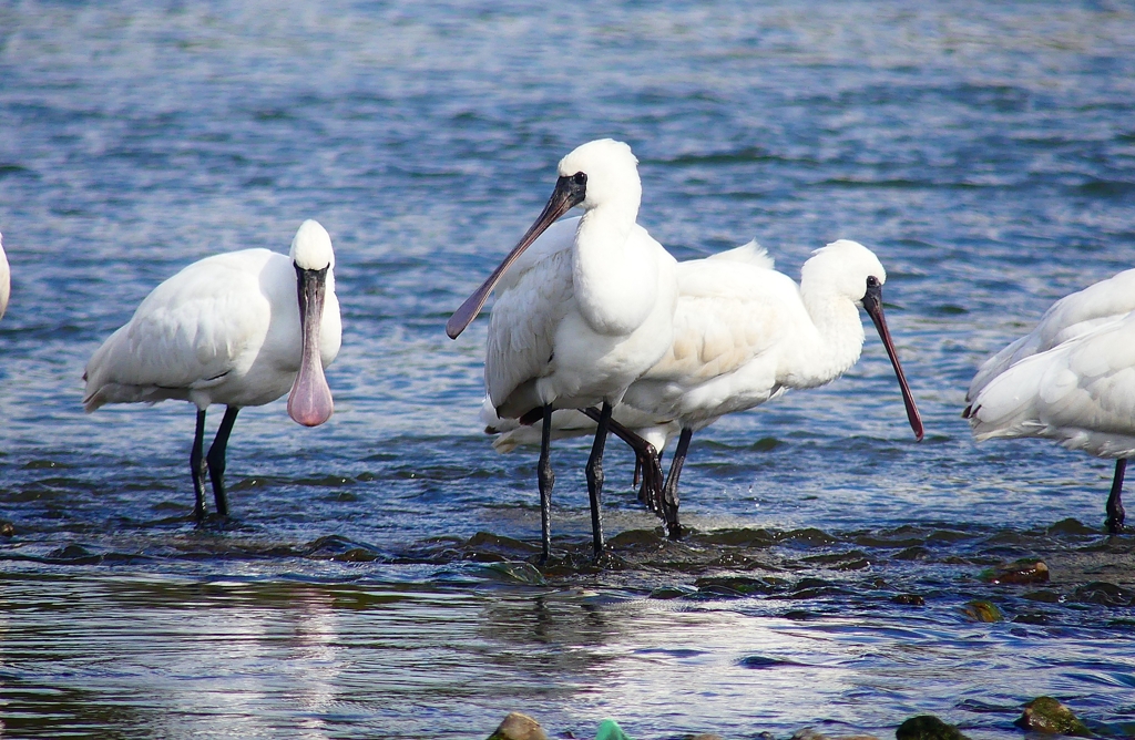 P4440229：クロツラヘラサギ_R