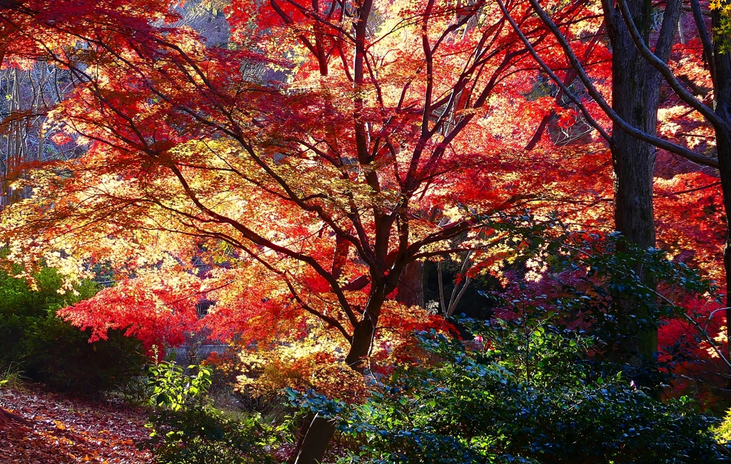 P4530514：紅葉_R