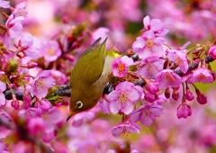 P1870116：河津桜にメジロ_R