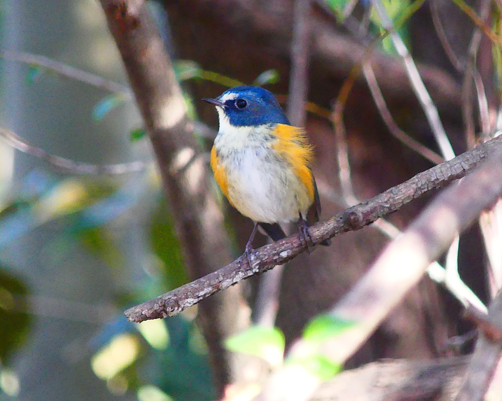 P3660797：ルリビタキ（オス）_R
