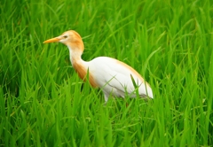 P1060053：アマサギ_R