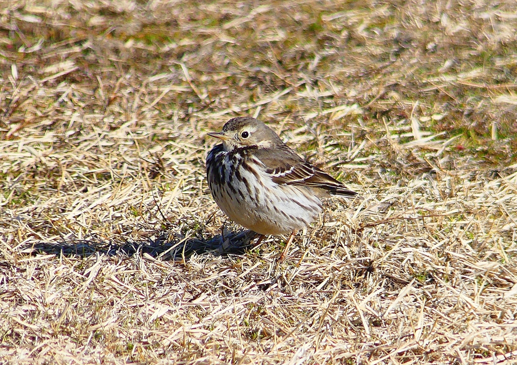 P1720204：タヒバリ_R