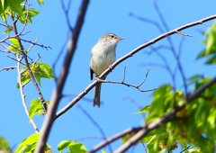 P1980571：ウグイス_R