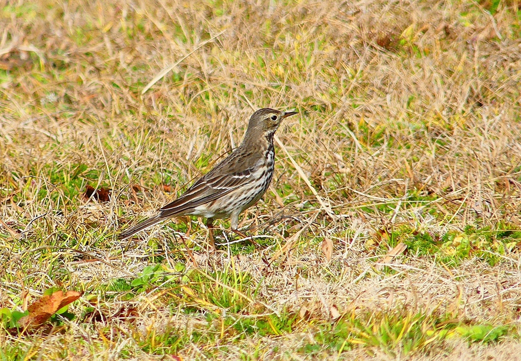 P4710647：タヒバリ_R
