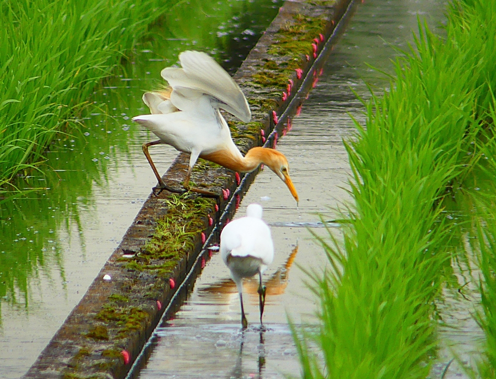 P1060276：アマサギ_R