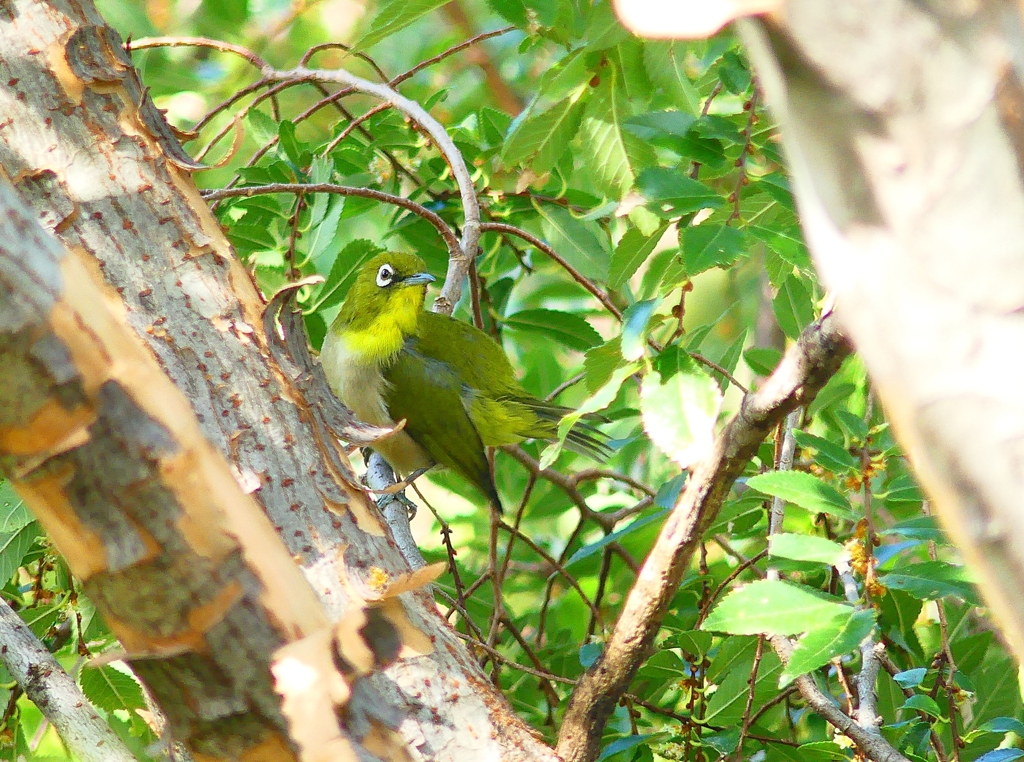 P4360725：メジロ_R