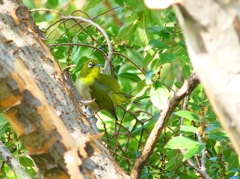 P4360725：メジロ_R