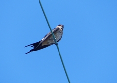 P1180628：コシアカツバメ_R