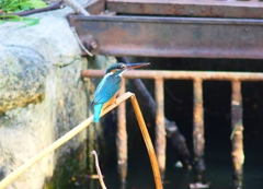 P4580598：カワセミ（メス）_R