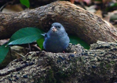 P1750364：クロジ_R