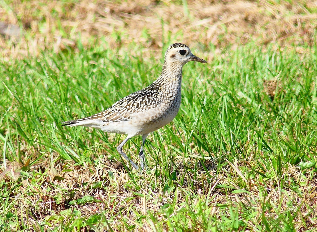 P4430284：ムナグロ_R