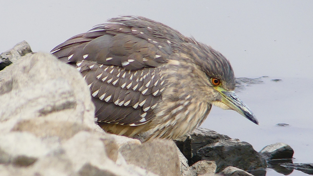 P1680350：ホシゴイ-12_R