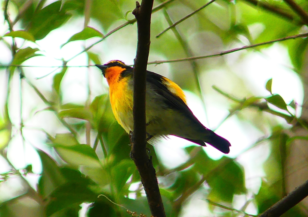 P1970096：キビタキ（オス）_R