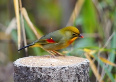 P1600183：ソウシチョウ_R
