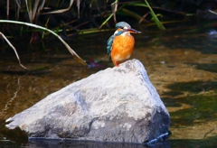 P4510569：カワセミ（メス）_R