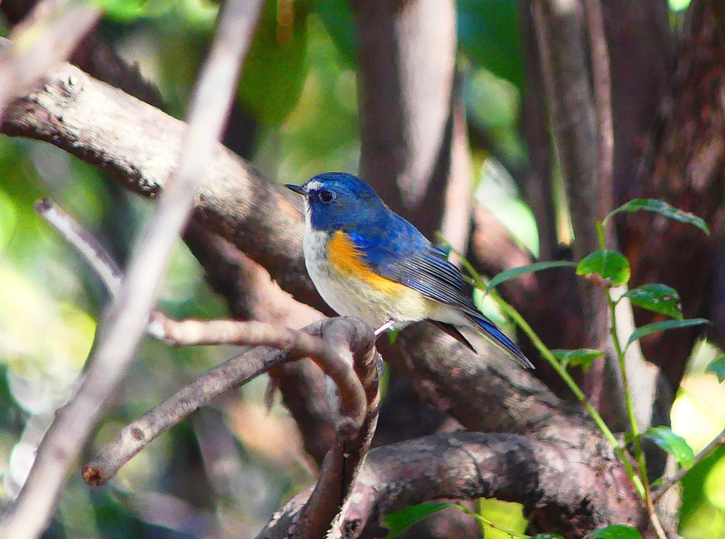 P3660872：ルリビタキ（オス）_R